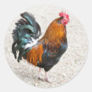 Search for cockerels stickers Animal