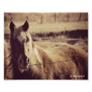 Search for pinto art Pony