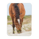 Search for mustang magnets Wildlife