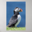 Search for atlantic puffin posters Beak