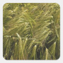 Search for grains stickers Bread