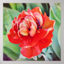 Search for orange tulip posters Garden