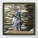 Search for dove clocks Nature