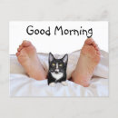 Search for cat on a bed postcards Kitty
