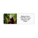 Search for red panda return address labels Nature