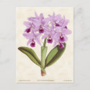 Search for vintage orchid postcards Floral