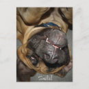 Search for dog photos postcards Canine