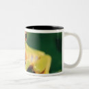 Search for red eye mugs Nature