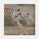 Search for safari magnets Landscape