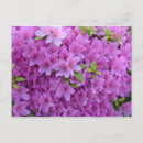 Search for azalea photography Pink