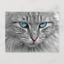 Search for blue eyes postcards Feline