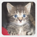 Search for silly cat stickers Humour
