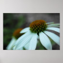 Search for white petal Daisy