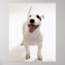 Search for bull head posters White