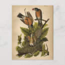 Search for ornithologist postcards Vintage