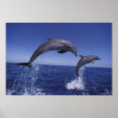 Search for dorsal posters Porpoising