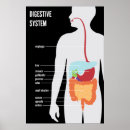 Search for digest posters Digestive system