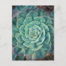 Search for echeveria postcards Cactus