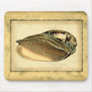 Search for vision electronics Seashell