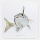 Search for catfishing stickers Animals
