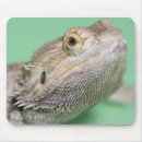 Search for bearded dragon electronics Animals