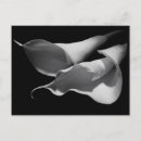 Search for condolences white flower cards Black