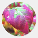 Search for drop leafs stickers Autumn