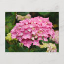 Search for hydrangea flowers postcards Plant