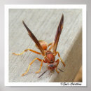 Search for wasp posters Macro