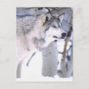 Search for wolf face postcards Winter