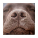 Search for labrador puppy tiles Closeup