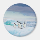 Search for adelie magnets Snow
