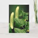 Search for cucumber cards Food
