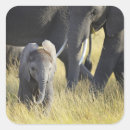 Search for elephant photo stickers Colour image