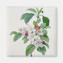 Search for apple blossom magnets Plants