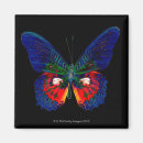 Search for backdrop magnets Butterfly