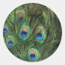 Search for blue peafowl stickers Photography