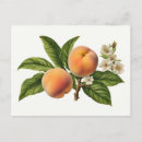 Search for peach branch postcards Vintage