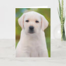 Search for labrador cards Yellow lab