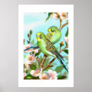 Search for budgies posters Parakeets