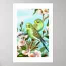 Search for budgies posters Pets