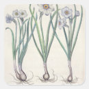 Search for narcissus stickers 17th