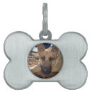 Search for german shepherd dog tags Alsatian
