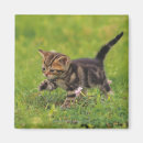Search for selective focus magnets Animal