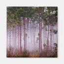 Search for pine trees magnets Forest