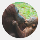 Search for baby orangutan stickers Ape