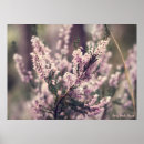 Search for heather posters Forest