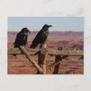 Search for desert bird postcards Nature