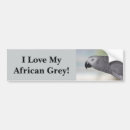 Search for parrot bumper stickers Grey