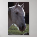 Search for white headed posters Horses
